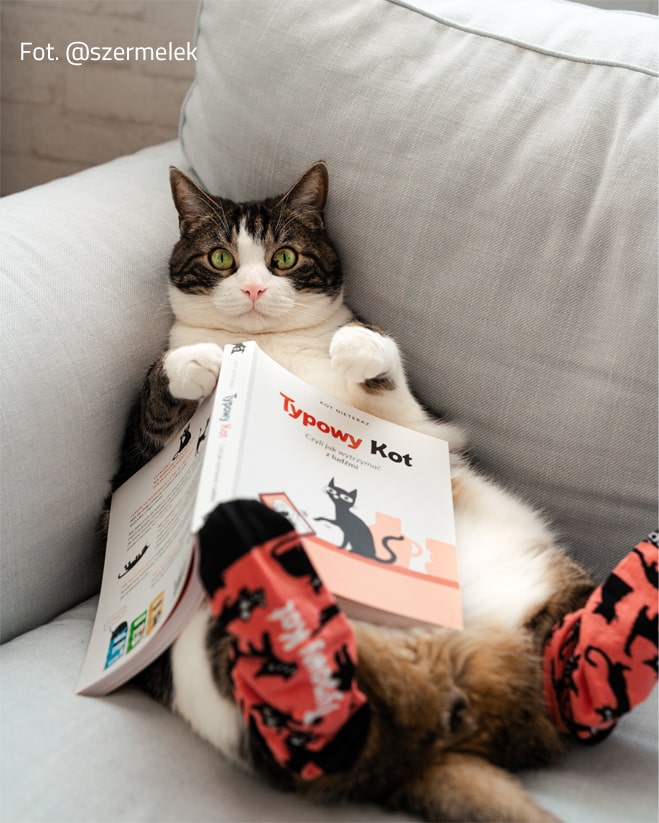 Chaussettes sur mesure avec des chats