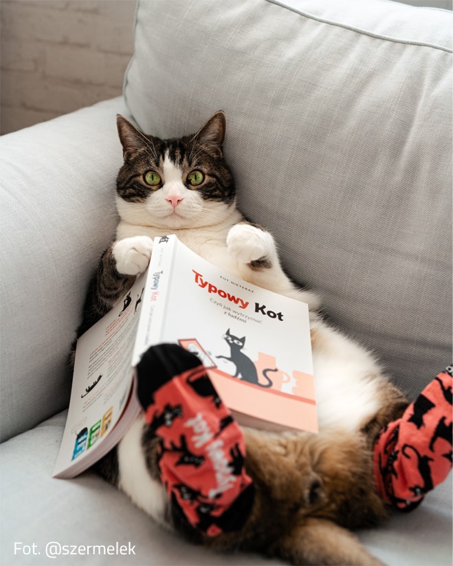 Un gato típico con calcetines estampados